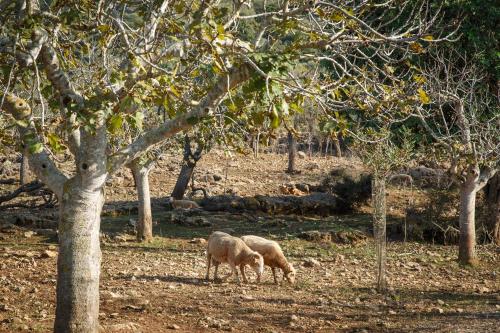 Agroturismo S'Arbocar