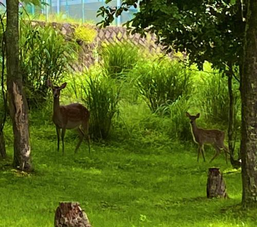 山中湖湖畔高級ログハウスの写真