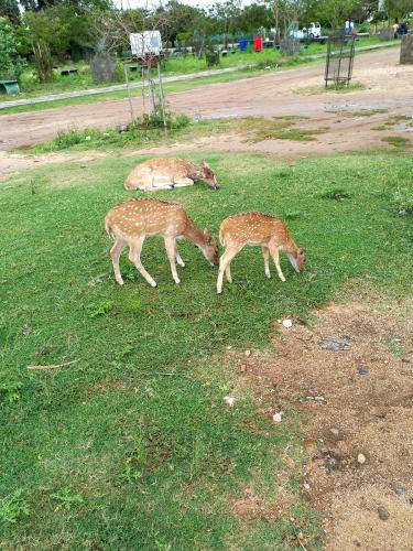 Villavillagekanthale