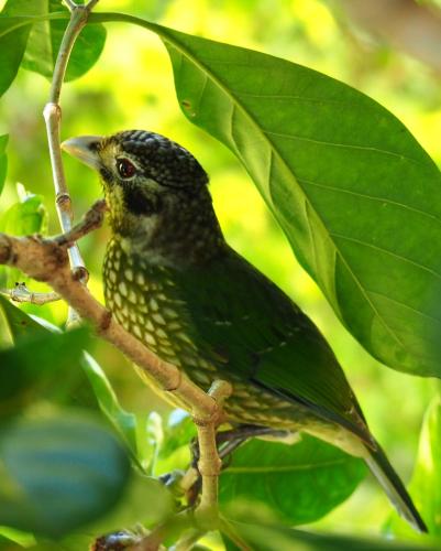 Atherton Blue Gum in Atherton