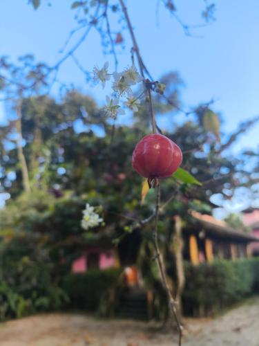 Thai Pousada - Itamambuca in Ubatuba
