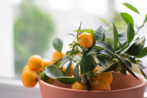 Altstadt Suite Altstadt Suite