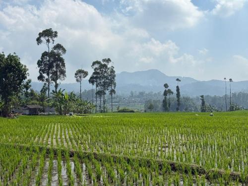 Stay and Farm Hostel in Ciwidey