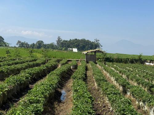 Stay and Farm Hostel in Ciwidey