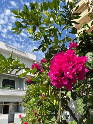 Queen-V Hostel in Vlora