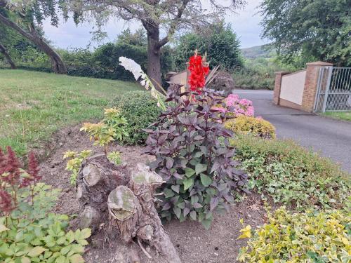 Garden, Tullydish in Enniskerry