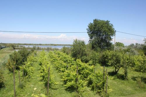 Tenuta Lio Maggiore