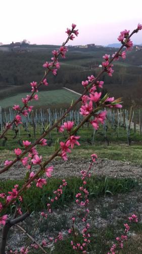 Cascina Baresane - image 13