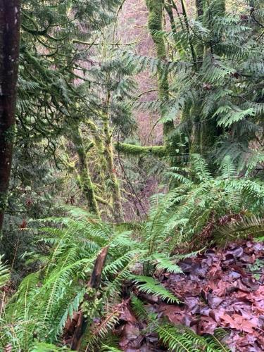 Cedar River one bedroom in a four bedroom house in Cascade-Fairwood (WA)
