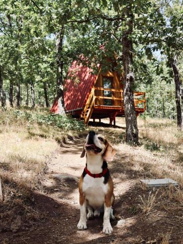El Roble Glamping - Cabaña Alpina - Pet Friendly (El Roble Glamping - Cabana Alpina - Pet Friendly) in Lagunilla