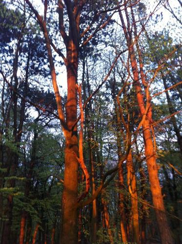 Pathways Beachwood Cottage - image 12