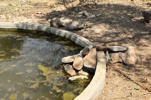 Bush Babies Camp in Mica
