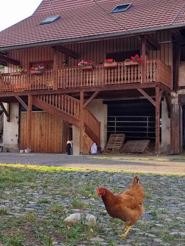 Insolit'appart à la ferme - Location saisonnière - Horbourg-Wihr