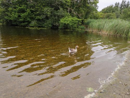 Exterior view, Swan Lake in Boyle