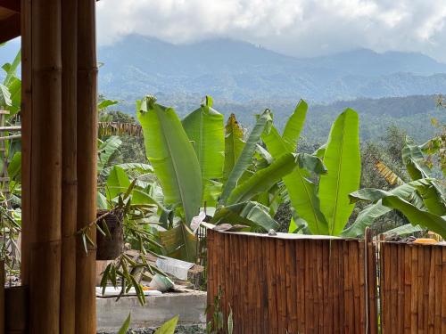 สวน, Aleisya Tetebatu in ซิกูร์