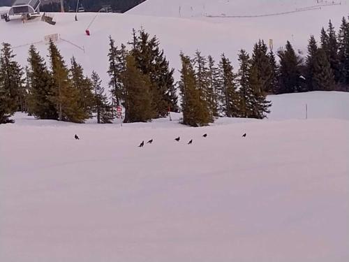 Fuchs Alm, Itter (fotografie 2)