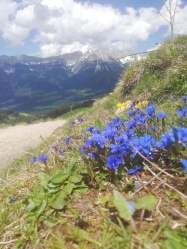 Fuchs Alm in Itter, Österreich