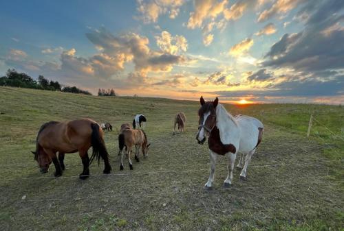 Leśny Zakątek - Mazury - Warmia - jezioro Dadaj