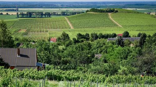 Skats, Vineas vendégház (Vineas vendeghaz) in Kisharsany