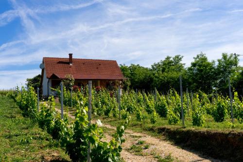 Viesnīcas āriene, Vineas vendégház (Vineas vendeghaz) in Kisharsany
