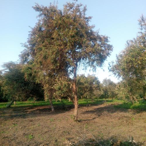 Mastev Campsite Undeveloped in Naivasha