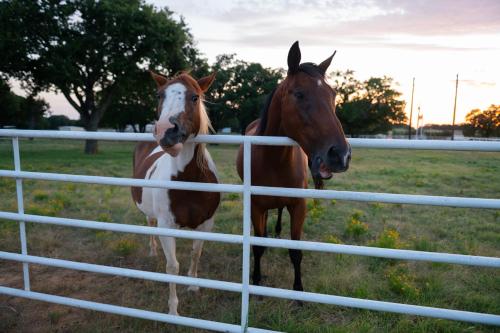 Dog-Friendly Texas Ranch with Patio, Horses On-Site in Aubrey, USA
