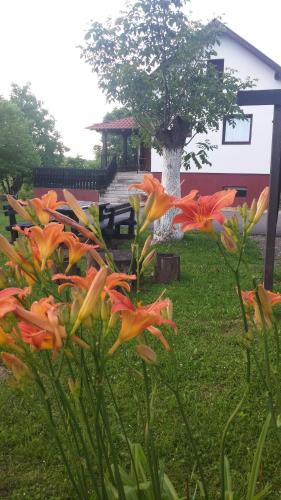  Guest house Antonela, Pension in Smoljanac