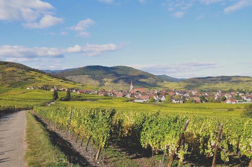 Gite du Vignoble