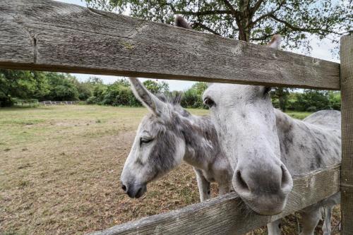 ทัศนียภาพภายนอกโรงแรม, The Cottage in คลีวีดัน