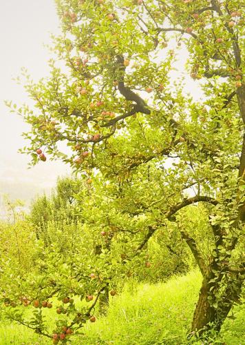 Sport és szabadidő, Trisha Home-Stay, Balsari in Dhungiri Falu