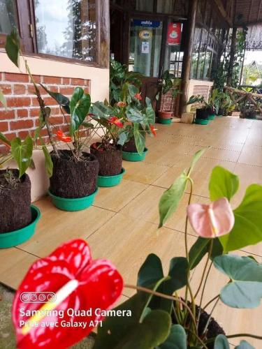 Analamazaotra hotel in Andasibe