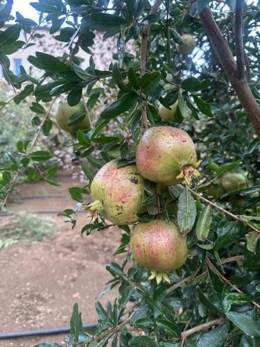 Exterior view of بيت الجدة