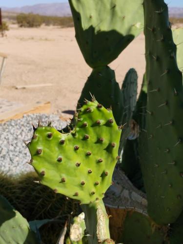 The Dome at Tribal Camp, Joshua Tree