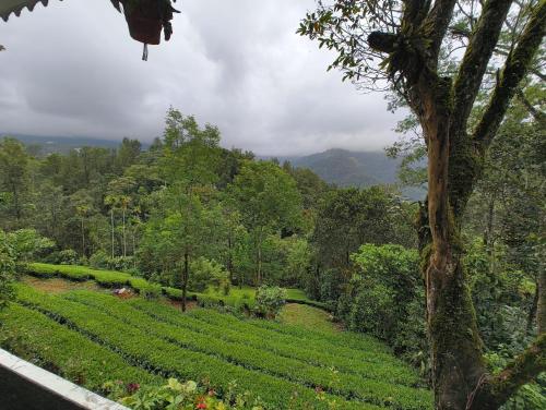 Kilátás, Green Tea View in Aadit