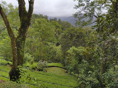 Kilátás, Green Tea View in Aadit