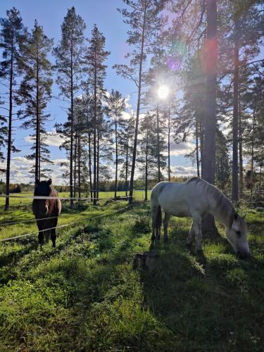 Koivistonpiha farmstay in Valkeakoski