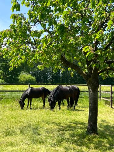Wohnen auf dem Ponyhof in Laer