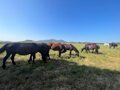 Il Gelsomino Bio Agriturismo - Alberese