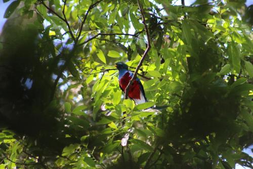 72694390 Talamanca Nature Reserve