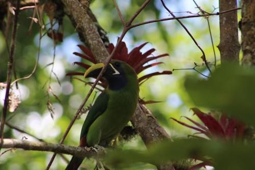 72694397 Talamanca Nature Reserve
