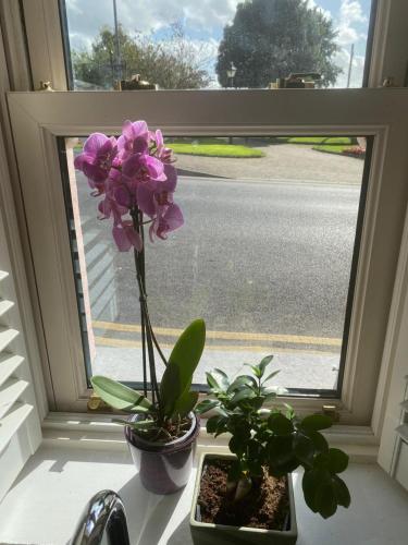 Garden, The Little Pink Cottage in Cashel