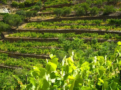 Hotel Rural da Quinta do Silval - image 11