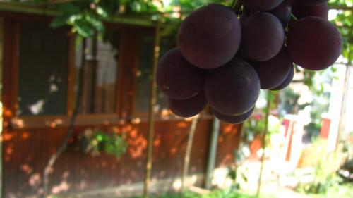 Guesthouse Elena - image 5