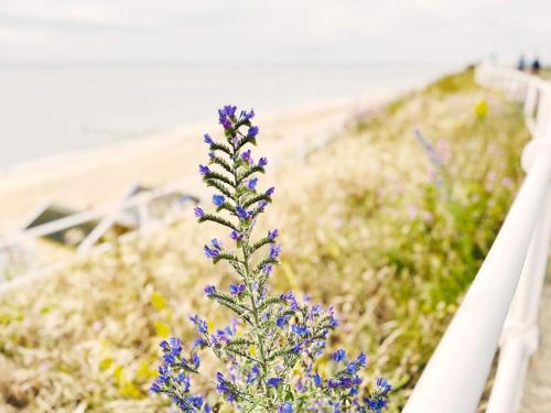 A szálláshely kívülről, Southwold Surf by The Suffolk Cottage Collection in Lowestoft