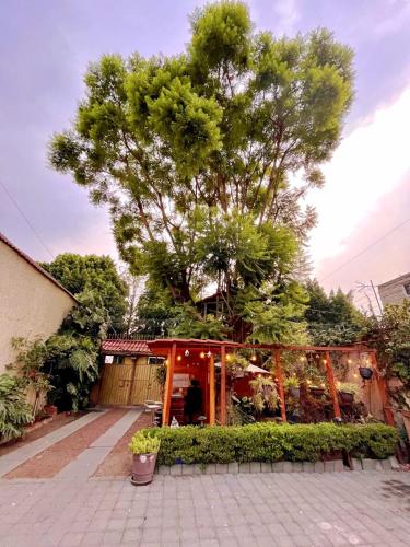 Casita del Árbol in Mexico City, Mexico