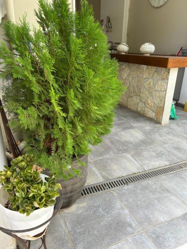 Palataki Residence - Apartment - Míloi