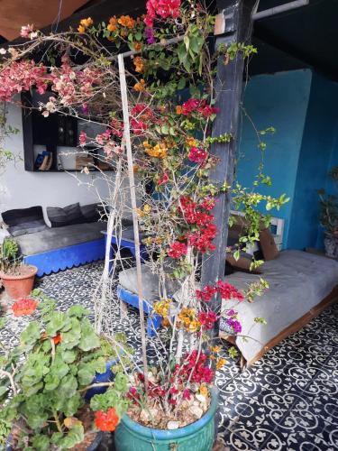 Hostel & Riad - image 13