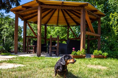 Dārzs, Nora Guest House - Happy Rentals in Nagygorbo