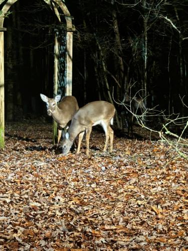 Boujee Bear Lodge - A Peaceful Cabin in the Woods, Morganton (foto 10)