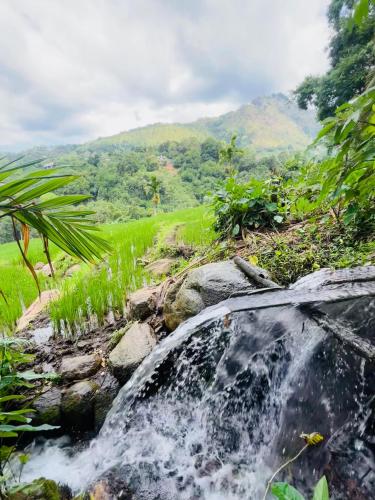 Wow Field Homestay - image 3
